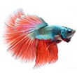 betta-fish1-130×130 creative digital agency singapore